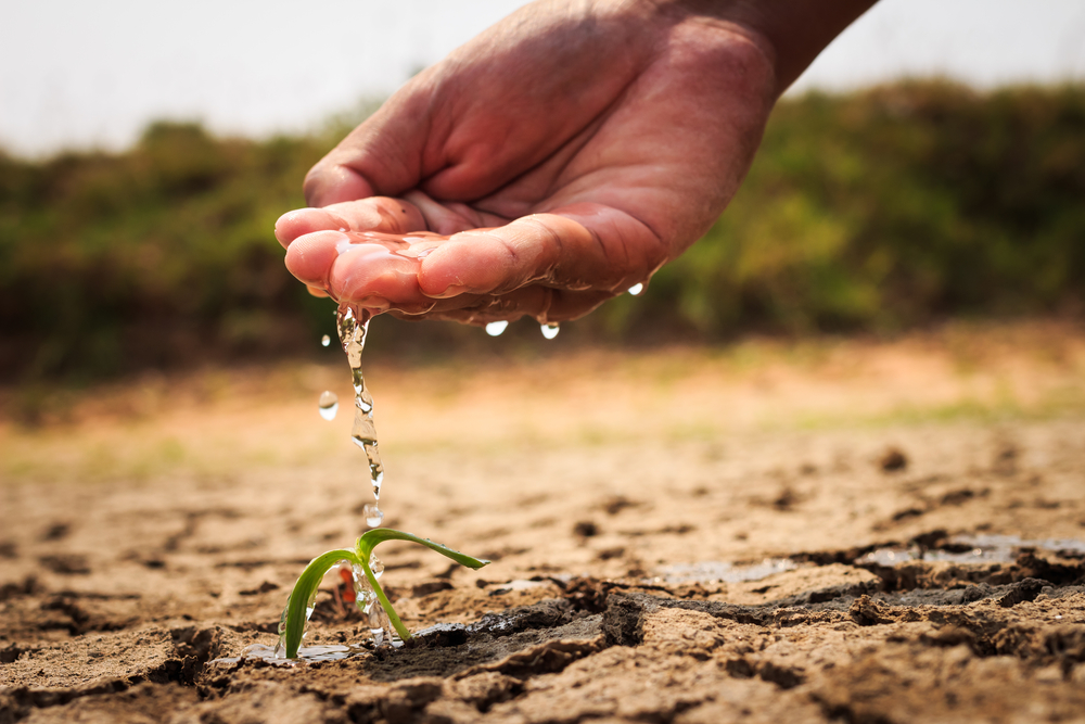 Close up image of someone dripping water from their hand onto a sprouting plant