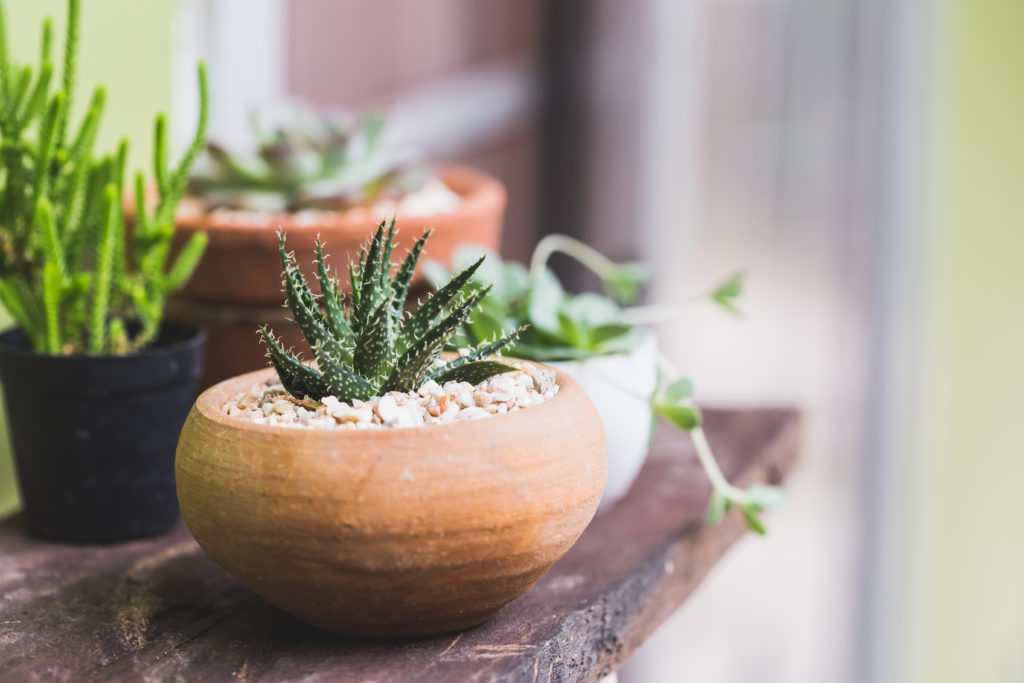Close up image of a potted aloe vera plant next to several other succulent on a dar wooden shelf 