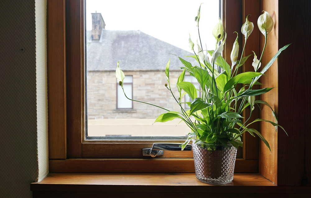 Lifestyle image of a potted peace lily on a wooden windowsill