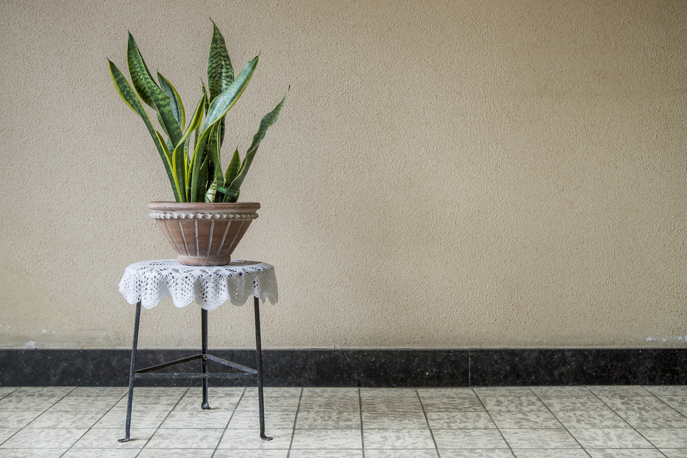 Lifestyle image of a potted snake plant on a metal table