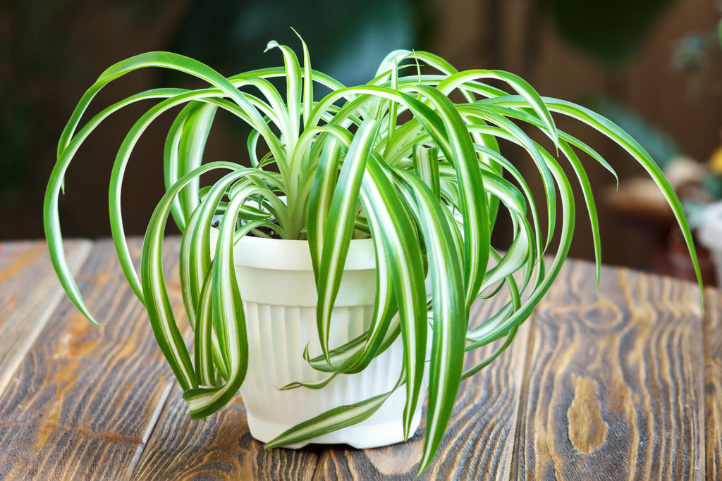 Close up image of a potted spider plant on a wooden table