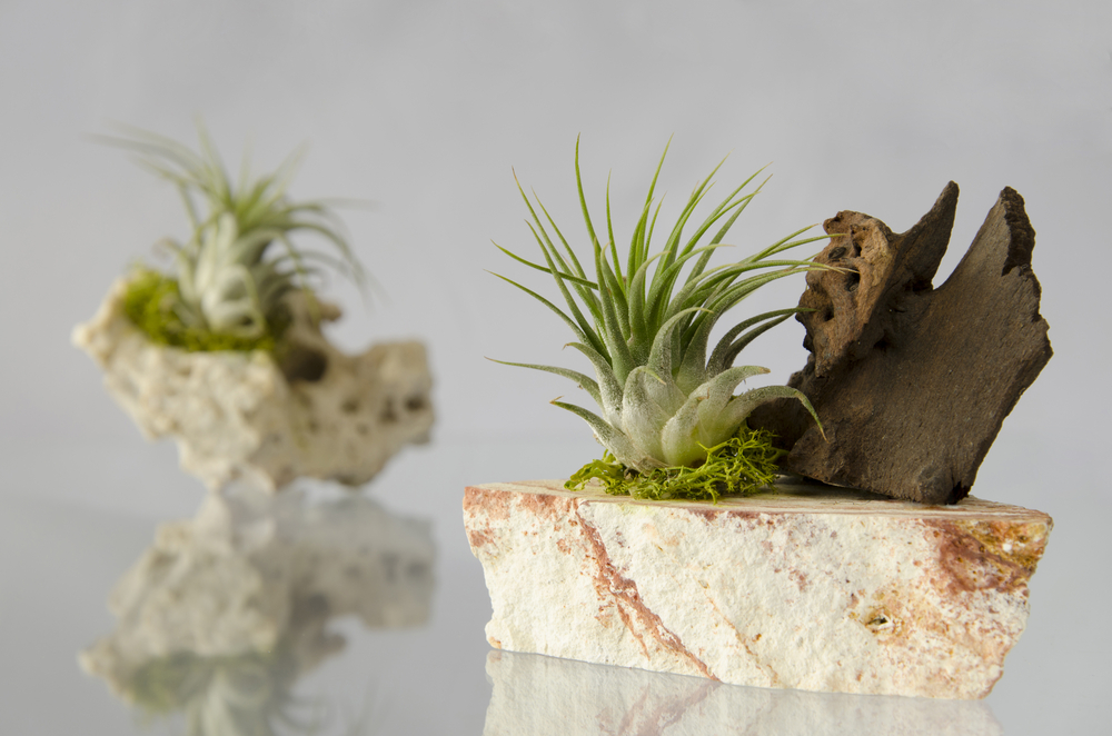 Close up product image of a spiky air plant on a rock