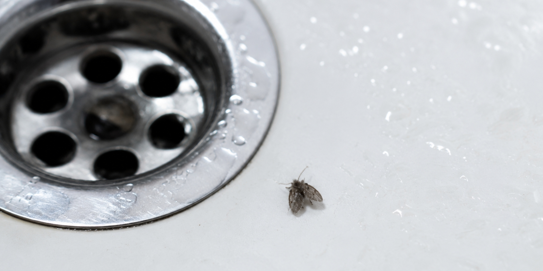 a drain fly around a basin waste