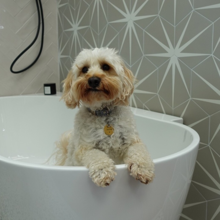 Photograph of Beau, Sanctuary Bathrooms' Head of Barketing in Shower Bath