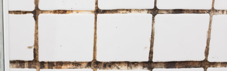 Close up image of mould between bathroom tiles