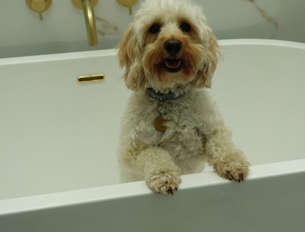 image of beau in freestanding bath